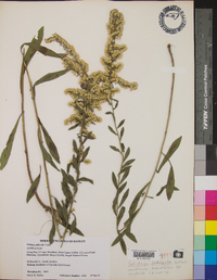 Solidago puberula image