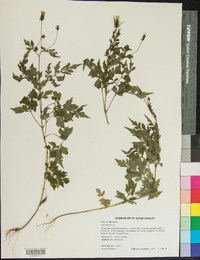 Bidens bipinnata image