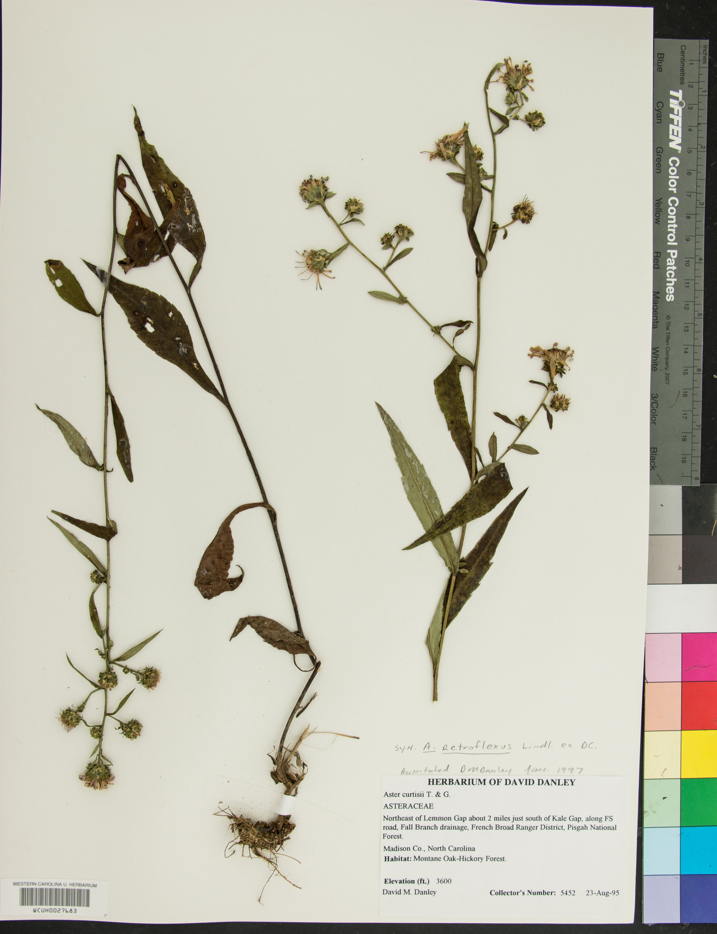 Symphyotrichum retroflexum image