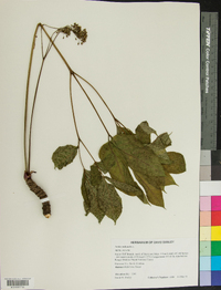 Aralia nudicaulis image