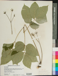 Aralia nudicaulis image