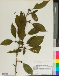 Ilex montana image