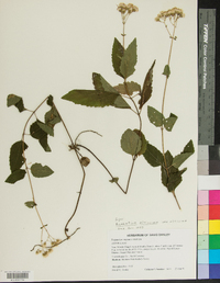 Ageratina altissima var. altissima image