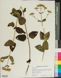 Ageratina aromatica image