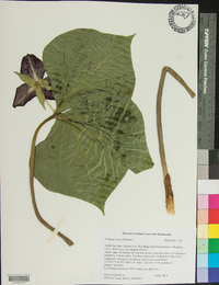 Trillium vaseyi image