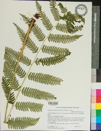 Dryopteris goldieana image