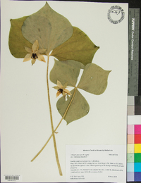 Trillium erectum image