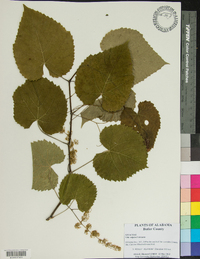 Vitis vulpina image