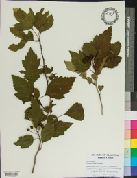 Crataegus viridis image