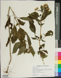 Ageratum rugosum image