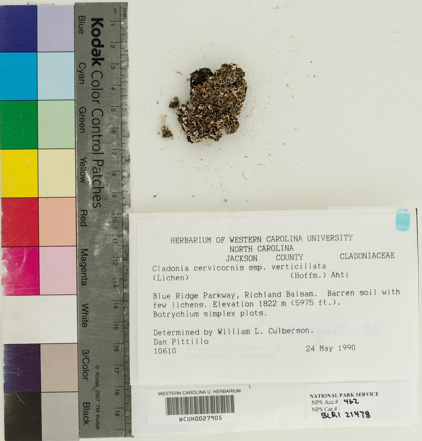 Cladonia cervicornis subsp. verticillata image