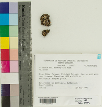 Cladonia cervicornis subsp. verticillata image