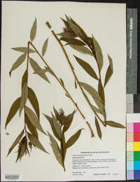 Amsonia tabernaemontana image