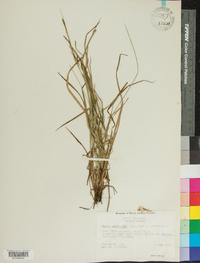 Carex aestivalis image