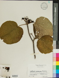 Viburnum lantanoides image