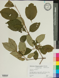 Viburnum cassinoides image