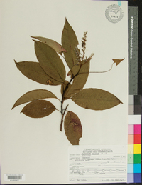 Oxydendrum arboreum image