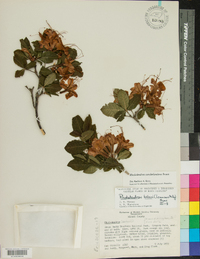 Rhododendron bakeri image