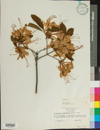 Rhododendron calendulaceum image