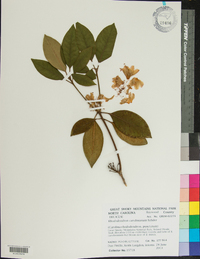 Rhododendron calendulaceum image