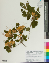 Rhododendron carolinianum image