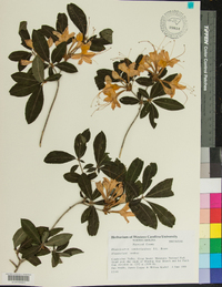 Rhododendron cumberlandense image