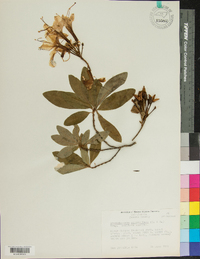 Rhododendron punctatum image