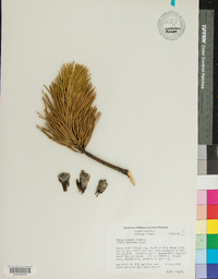 Pinus pungens image