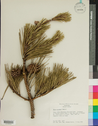 Pinus pungens image