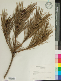 Pinus sylvestris image