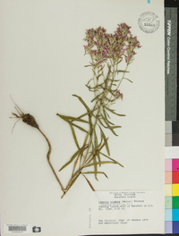 Liatris elegans image