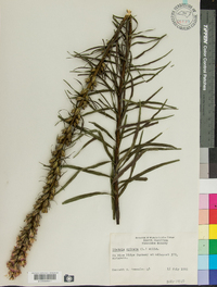 Liatris spicata image