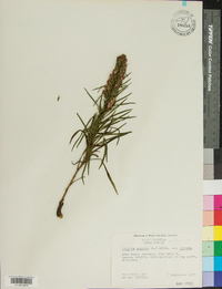 Liatris spicata image