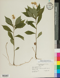 Oclemena acuminata image