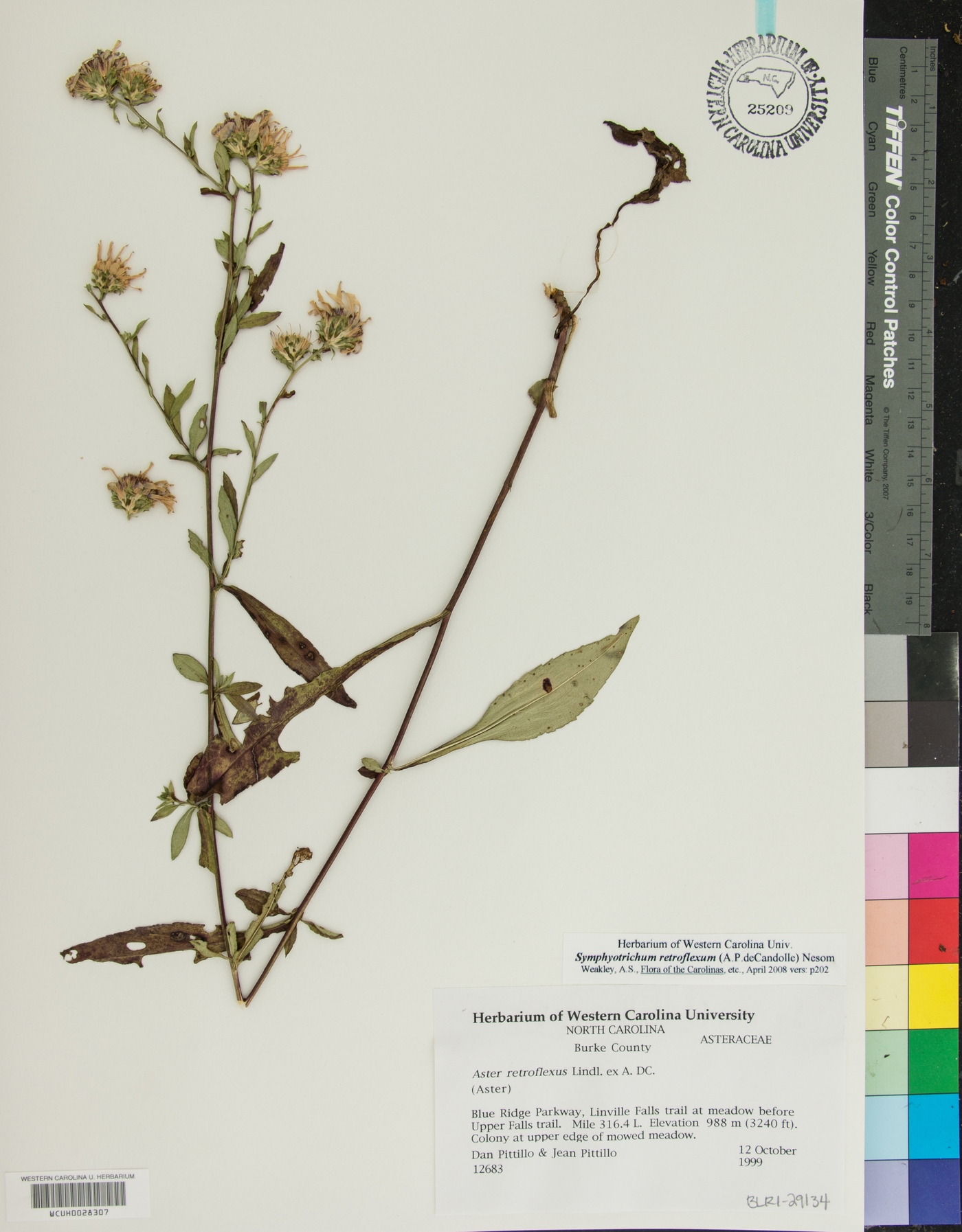 Symphyotrichum retroflexum image