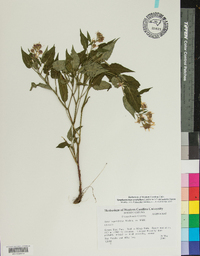 Symphyotrichum urophyllum image