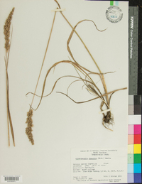 Calamagrostis cinnoides image