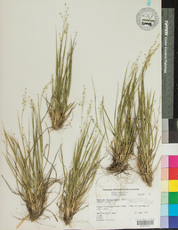 Panicum depauperatum image