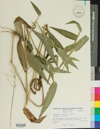 Dichanthelium latifolium image