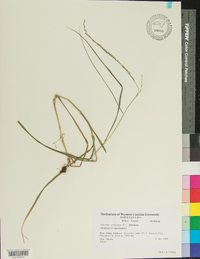 Glyceria melicaria image