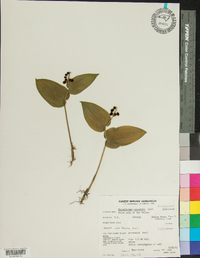 Maianthemum canadense image