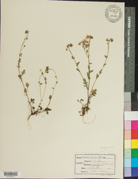 Phacelia dubia image