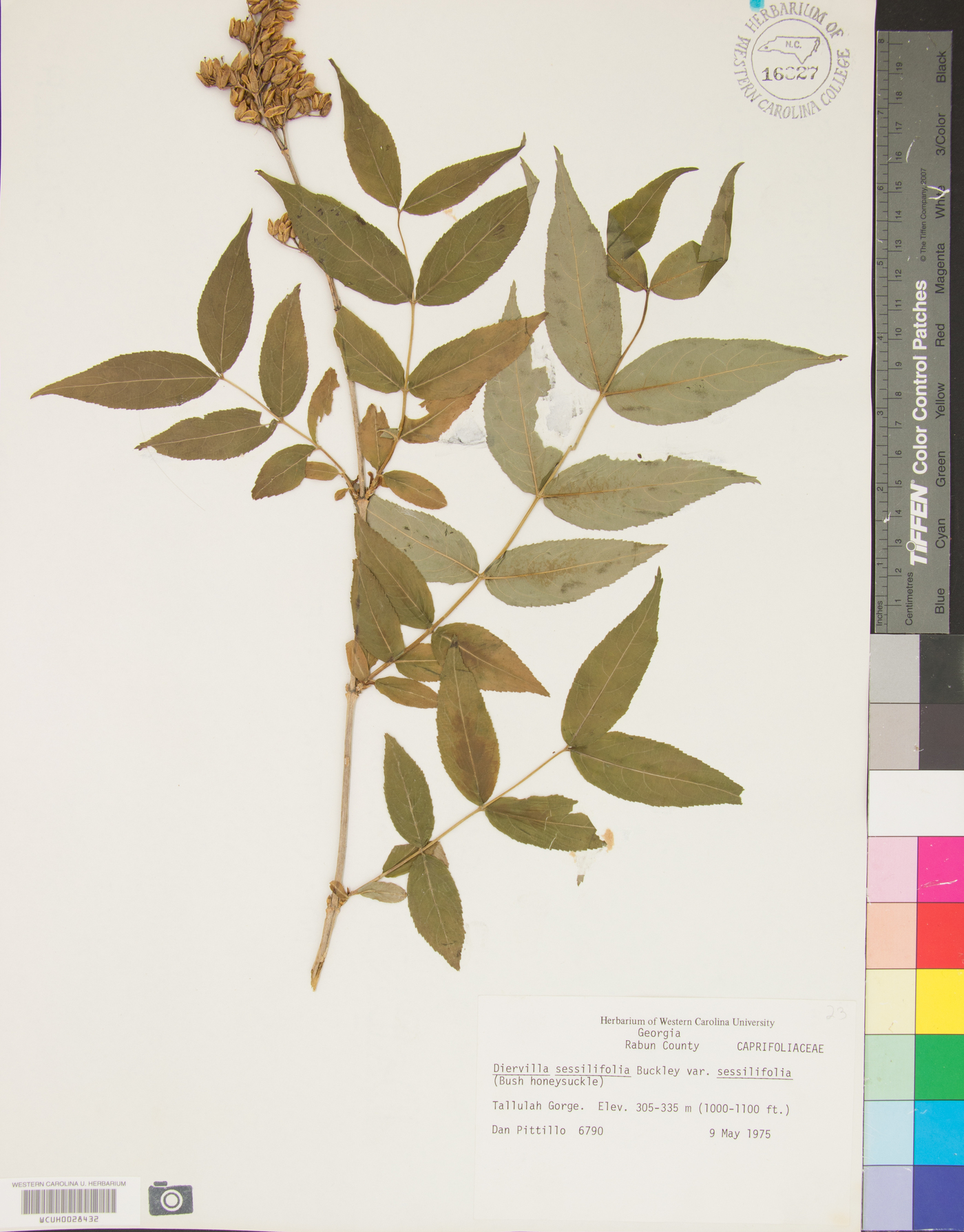 Diervilla sessilifolia var. sessilifolia image