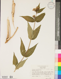 Diervilla sessilifolia var. sessilifolia image