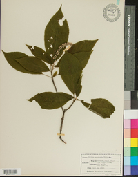 Clethra acuminata image