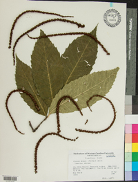 Castanea dentata image