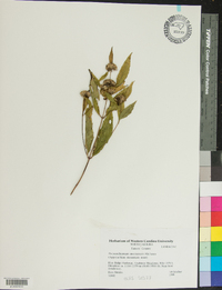 Pycnanthemum montanum image