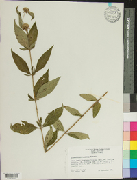 Pycnanthemum montanum image