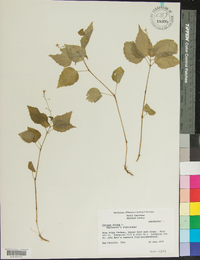 Circaea alpina image