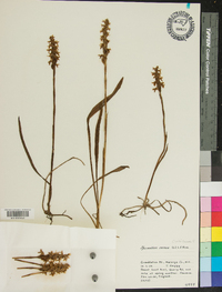 Spiranthes cernua image